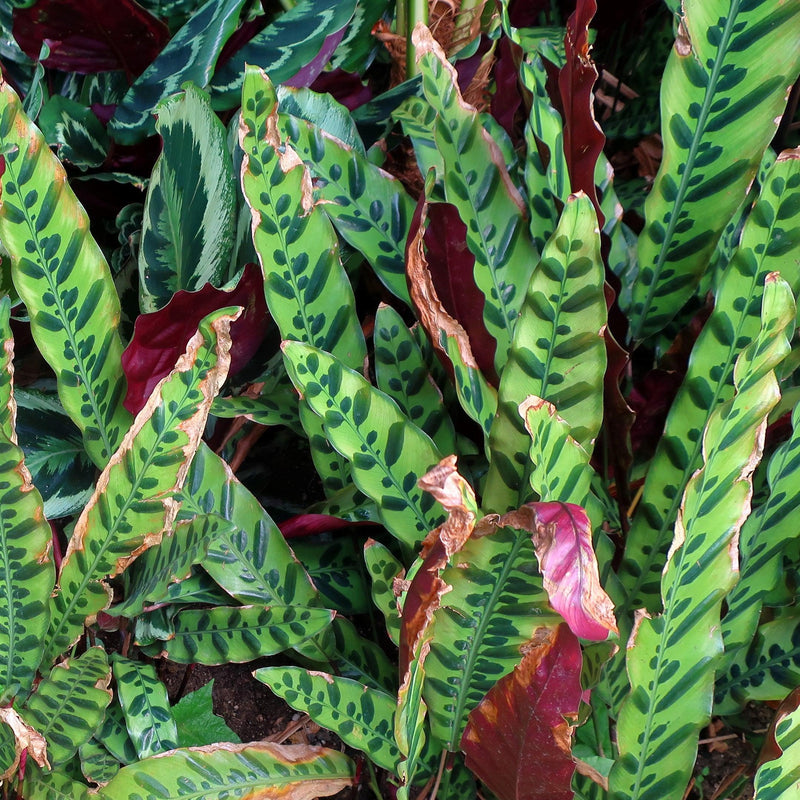 Calathea lancifolia ~ Rattlesnake Plant