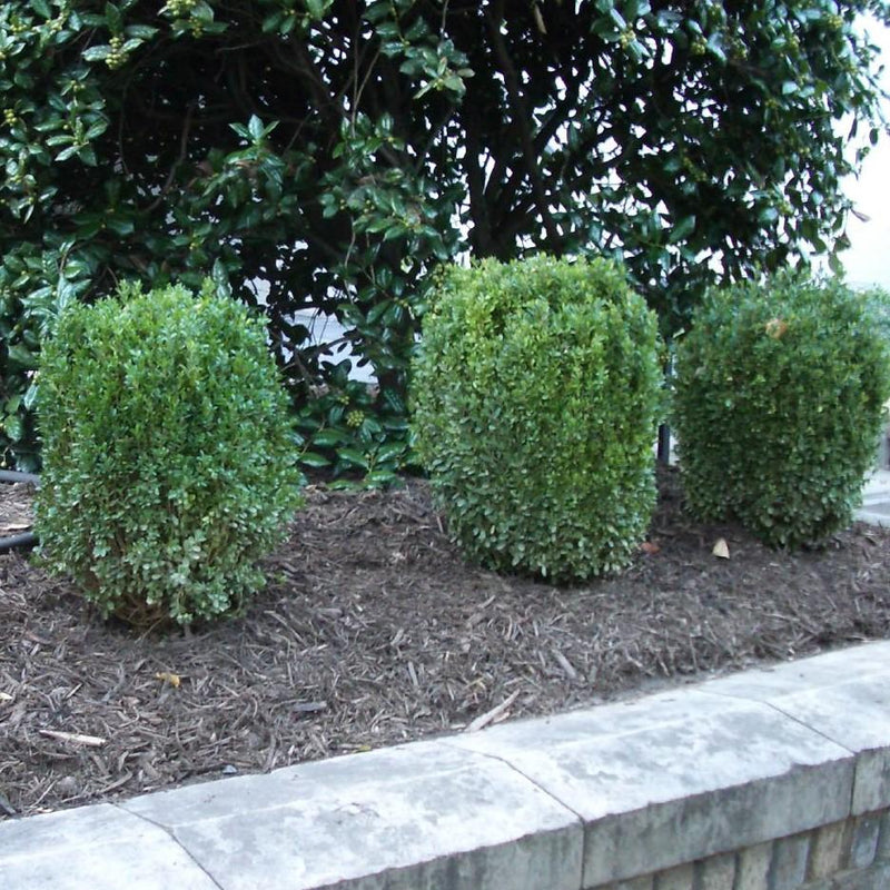 Buxus ‘SB300’ PP32421 ~ NewGen™ Freedom® Boxwood
