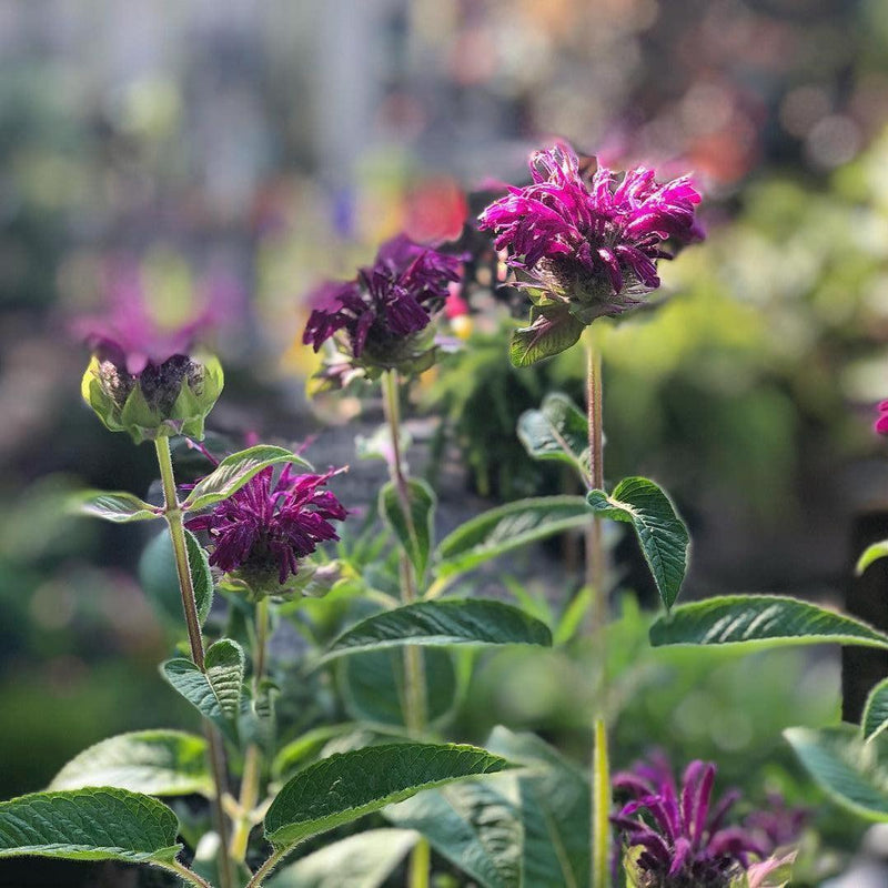 Monarda didyma 'Purple Rooster' ~ Purple Rooster Bee Balm