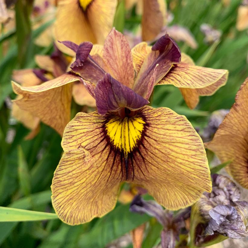Iris pseudata 'Yarai' ~ Yarai Pseudata Iris