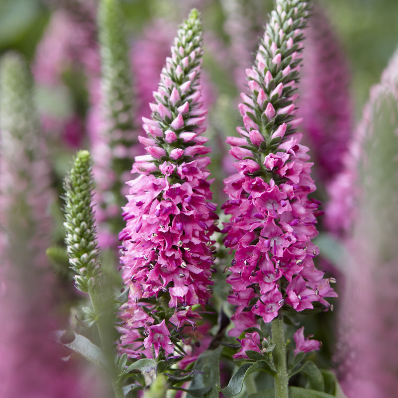 Veronica spicata 'Verspi' ~ Pink Candles Veronica
