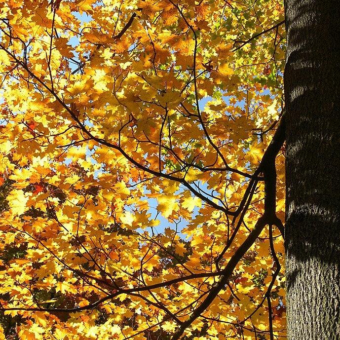 Acer platanoides 'Emerald Queen' ~ Emerald Queen™ Norway Maple