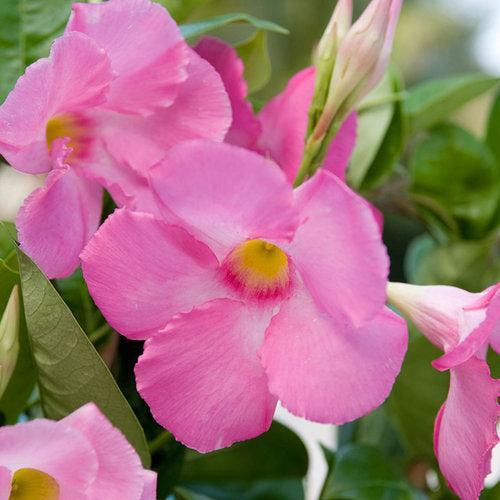 Mandevilla x 'Sunmandecos' PP #15,202 ~ Sun Parasol® Giant Pink Mandevilla