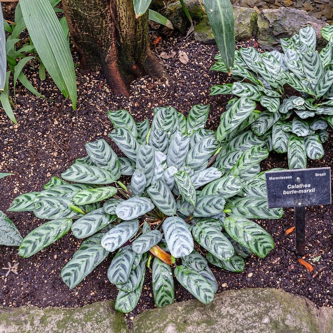 Ctenanthe burle-marxii ~ Burle Marx Calathea, Fishbone Prayer Plant