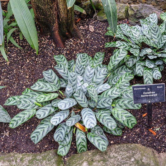 Ctenanthe burle-marxii ~ Burle Marx Calathea, Fishbone Prayer Plant