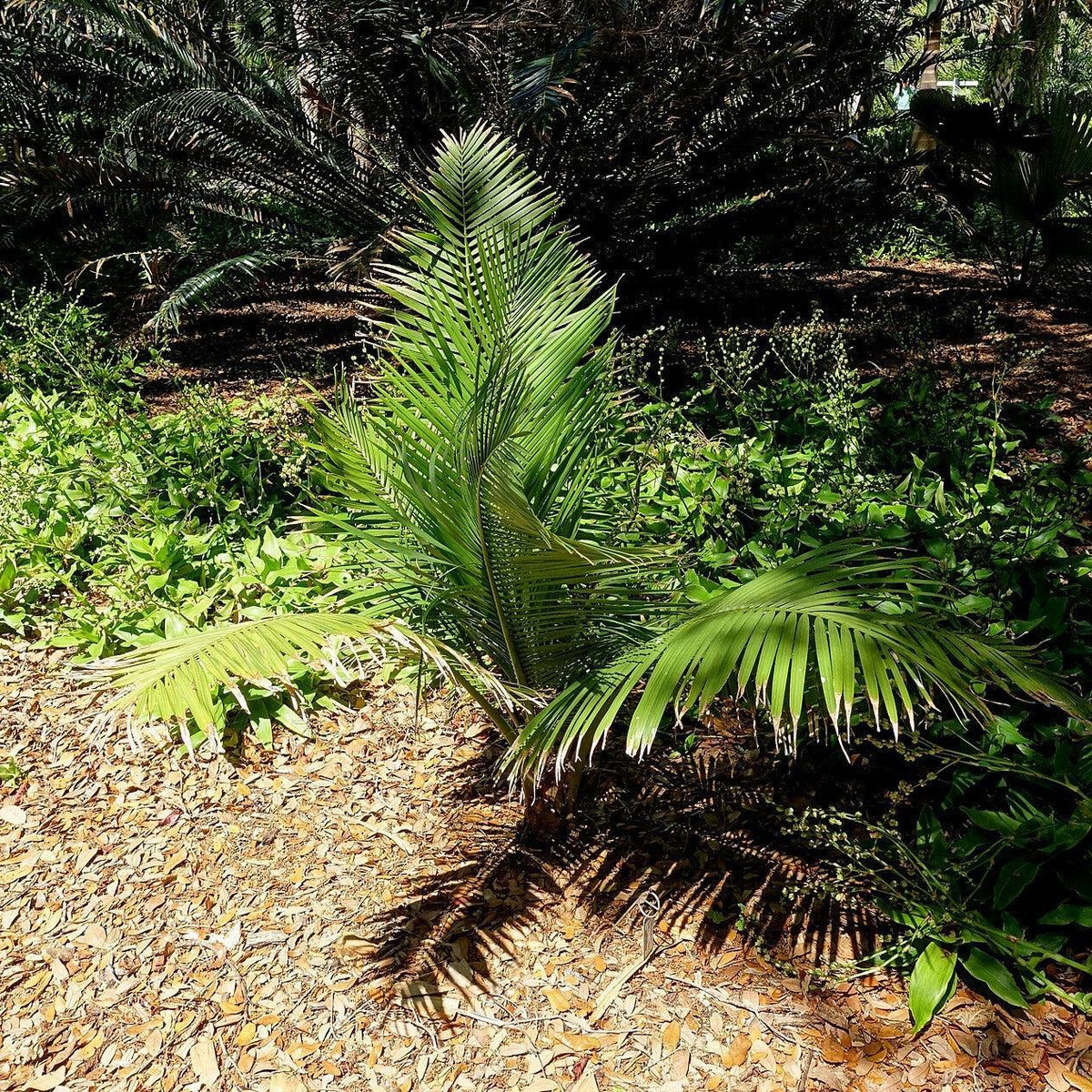 Ravenea rivularis ~ Majesty Palm
