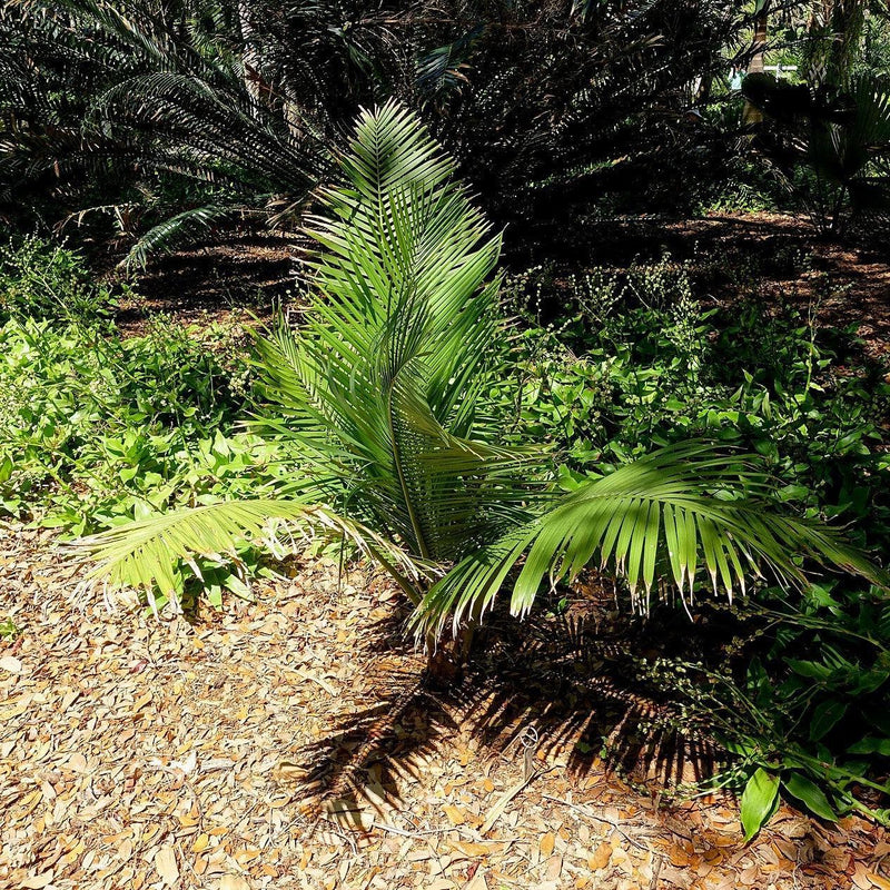Ravenea rivularis ~ Majesty Palm