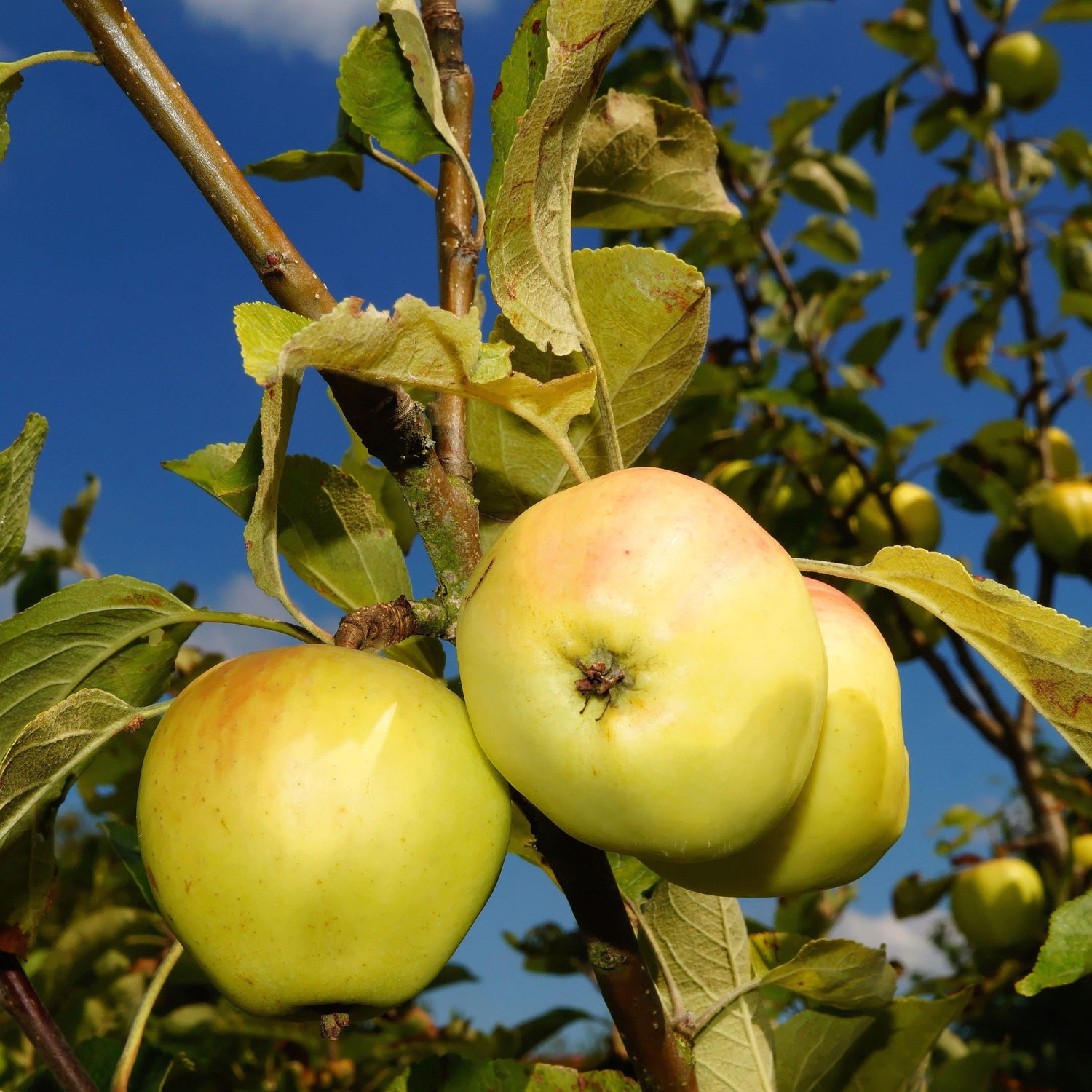 Malus domestica 'Golden Delicious' ~ Yellow Delicious Apple