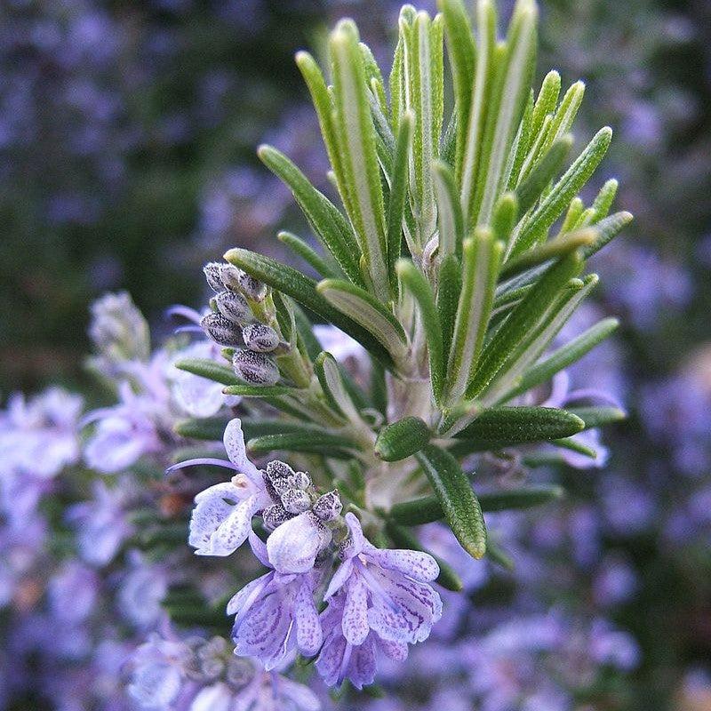 Rosmarinus officinalis ~ Rosemary