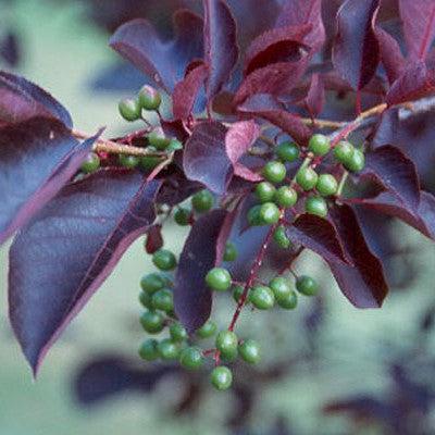 Prunus virginiana 'Canada Red' ~ Canada Red Chokecherry