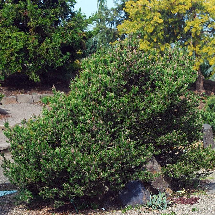 Pinus contorta 'Spaan's Dwarf' ~ Spaan's Dwarf Shore Pine