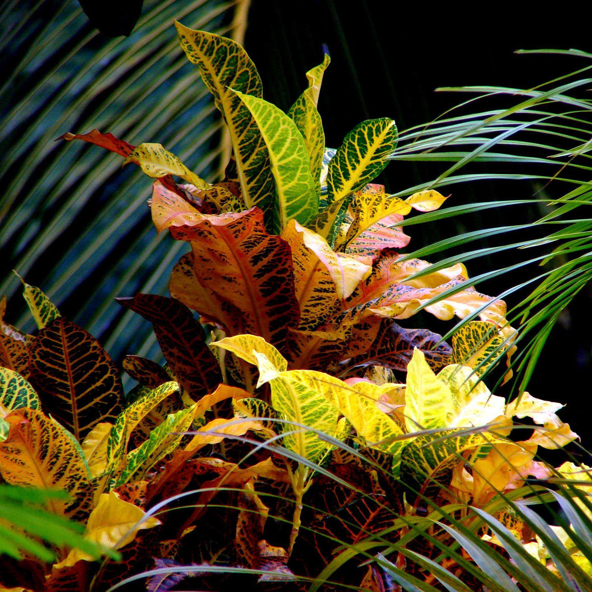 Codiaeum variegatum ~ Croton
