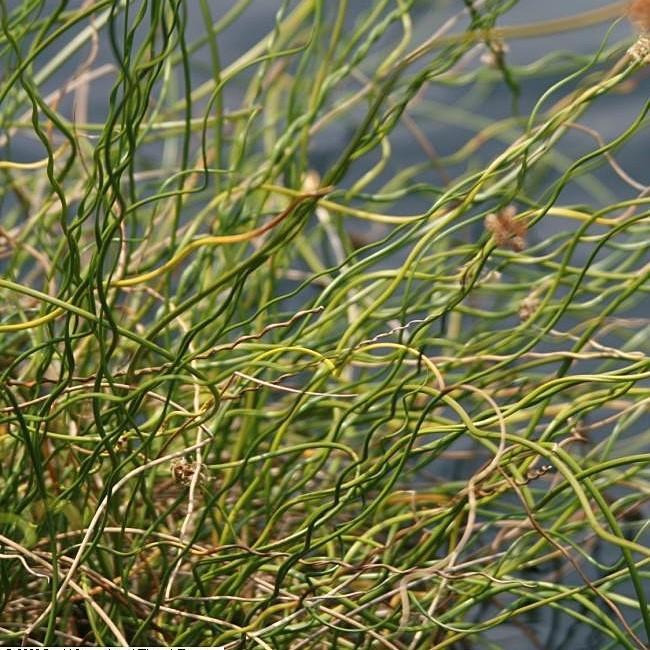 Juncus effusus f. spiralis ~ Corkscrew Rush