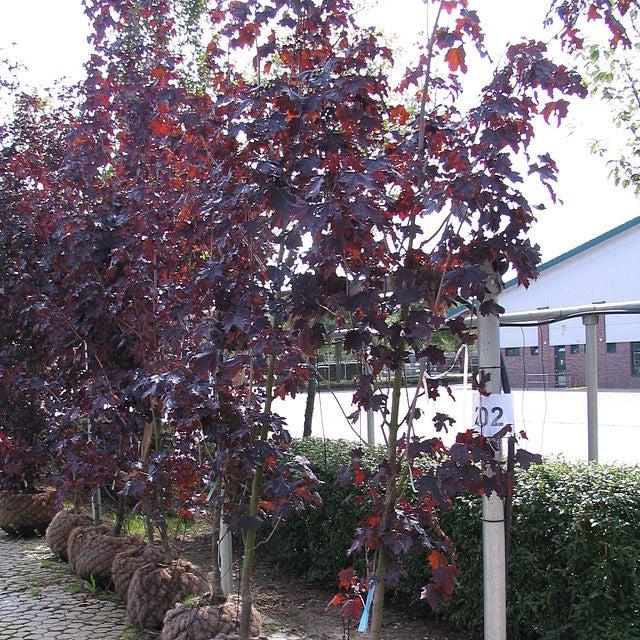 Acer platanoides 'Royal Red' ~ Royal Red Norway Maple