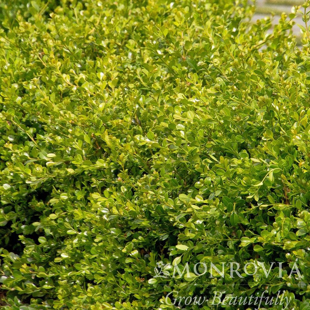 Buxus 'Green Gem' ~ Green Gem Boxwood
