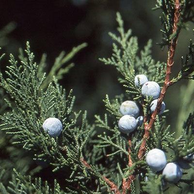 Juniperus chinensis 'Keteleeri' ~ Keteleeri Juniper