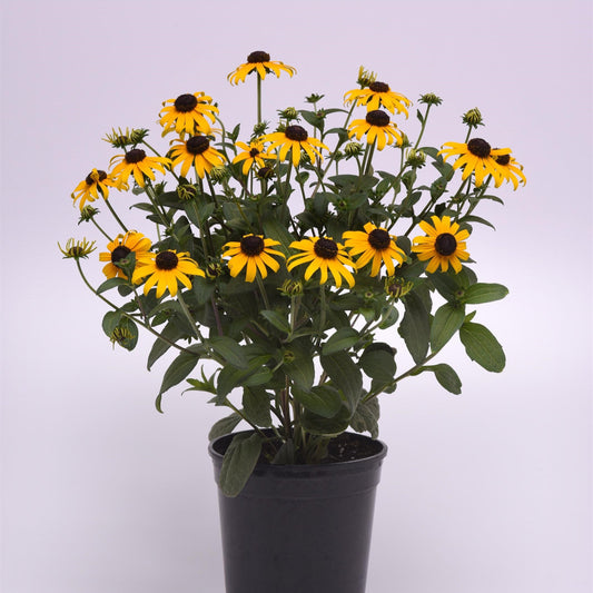 Rudbeckia fulgida var. sullivantii 'Gold Blitz' ~ Gold Blitz Black-Eyed Susan