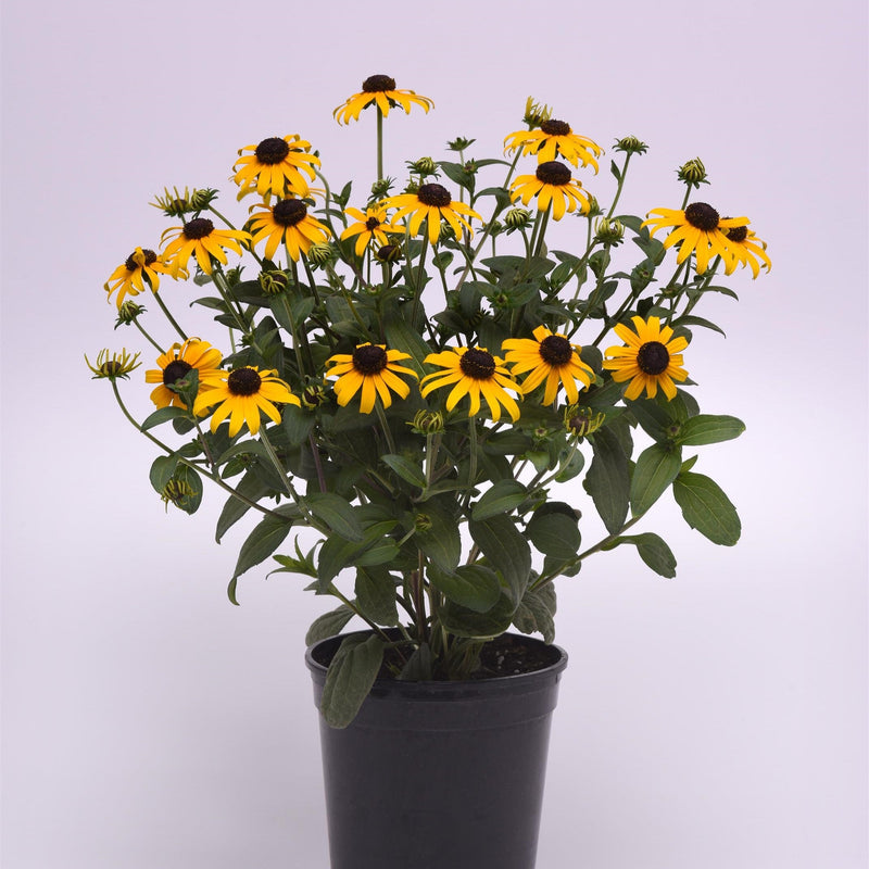 Rudbeckia fulgida var. sullivantii 'Gold Blitz' ~ Gold Blitz Black-Eyed Susan