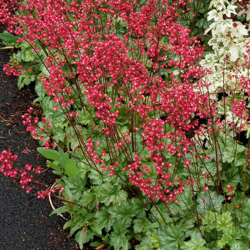 Heuchera 'Paris' ~ Paris Heuchera