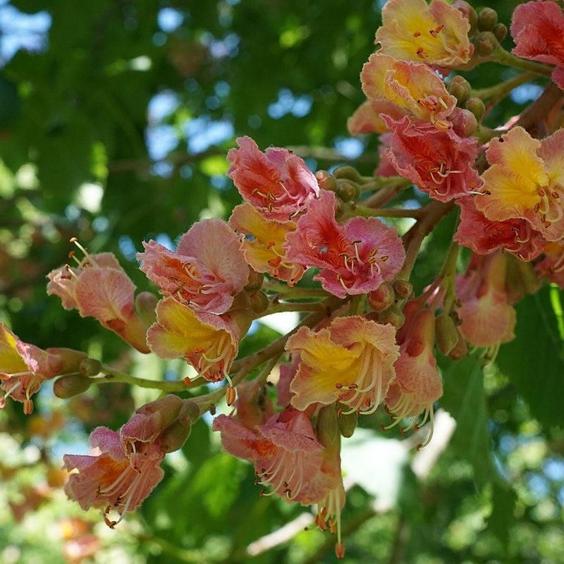 Aesculus x carnea 'Briotii' ~ Ruby Red Horsechestnut