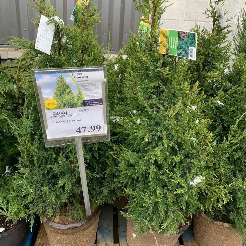 Juniperus chinensis 'Mountbatten' ~ Mountbatten Juniper