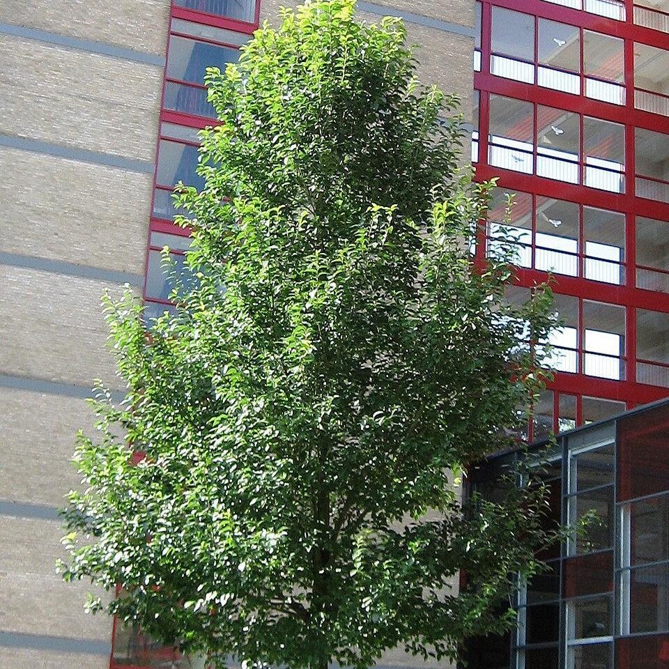 Ulmus japonica x pumila 'New Horizon' ~ New Horizon Elm
