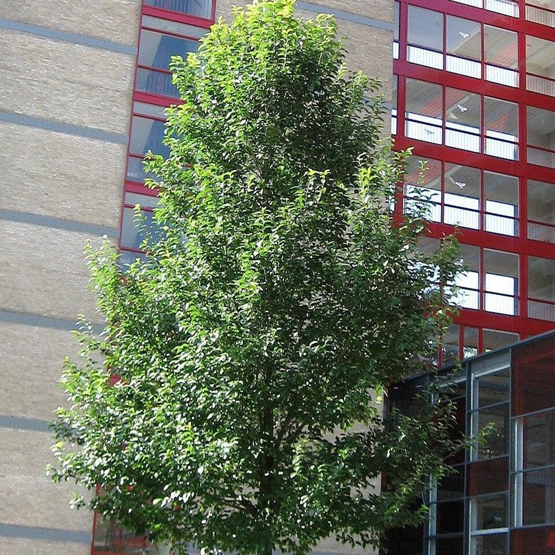 Ulmus japonica x pumila 'New Horizon' ~ New Horizon Elm