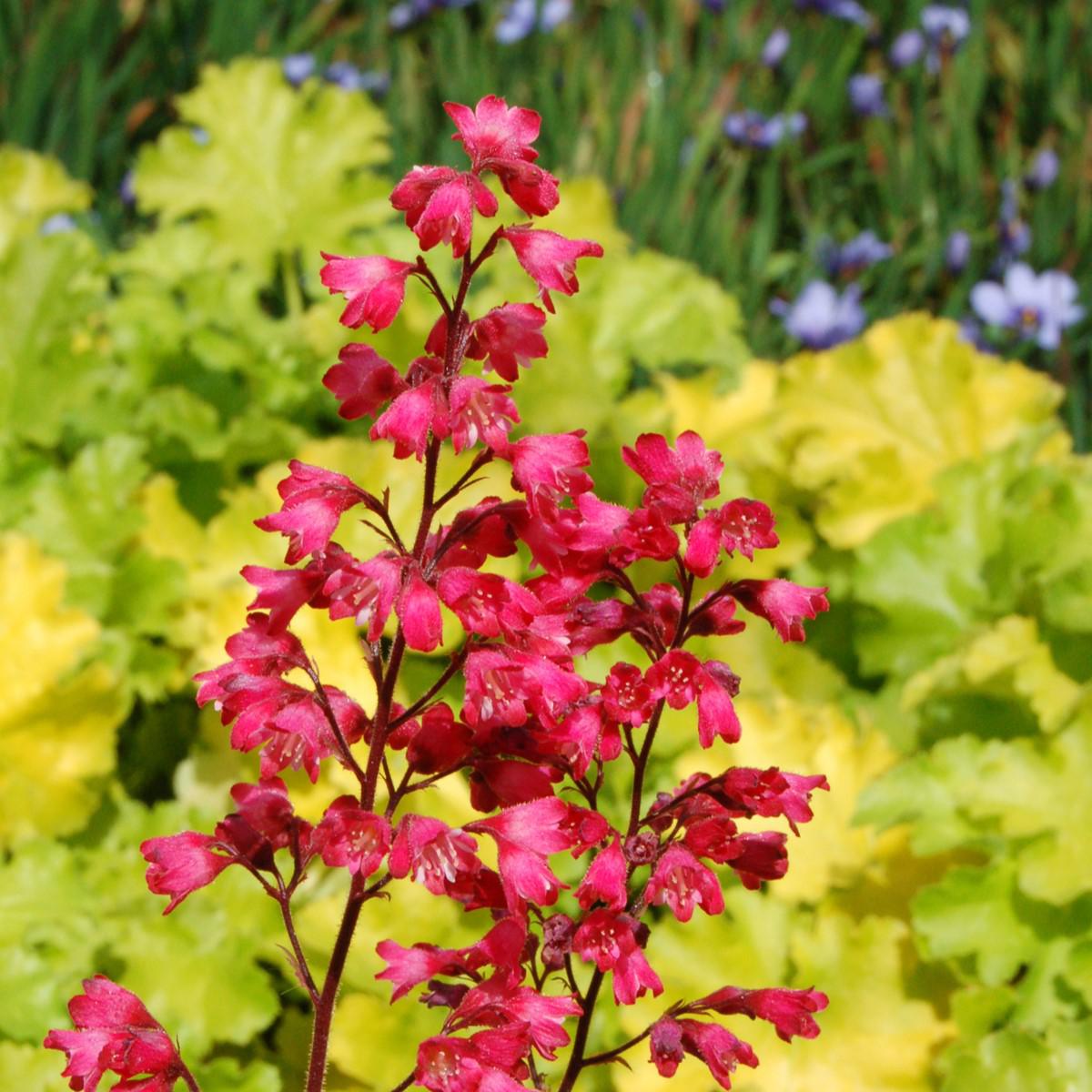 Heuchera 'Paris' ~ Paris Heuchera