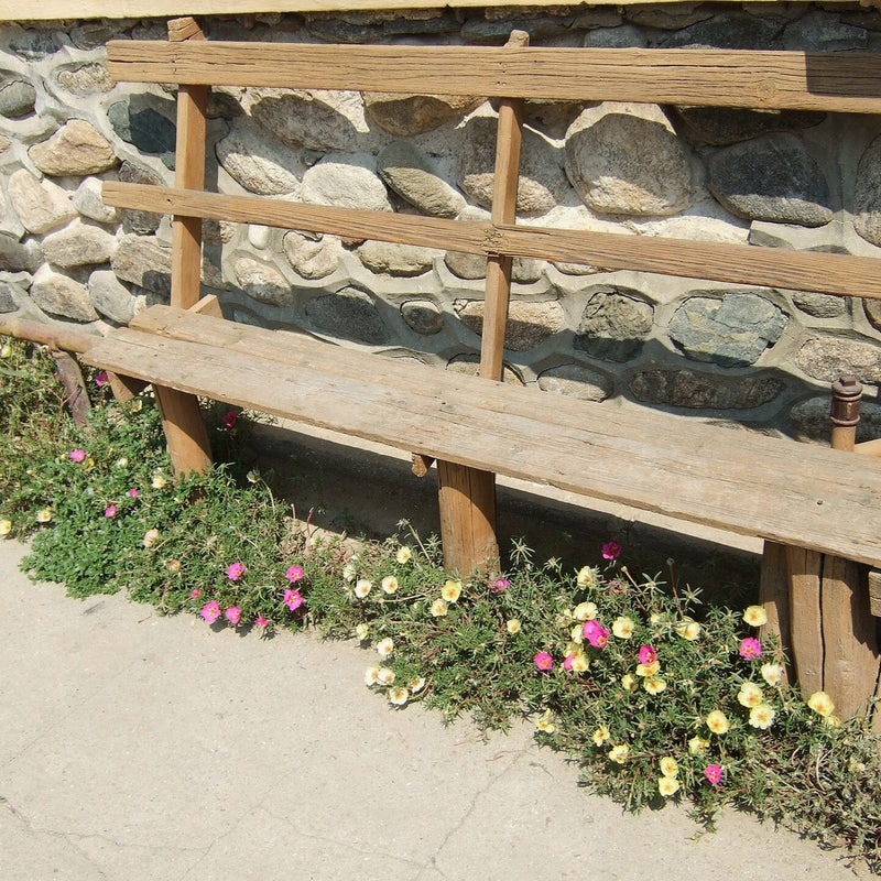 Portulaca grandiflora ~ Moss Rose