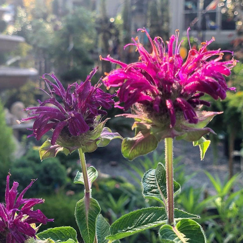 Monarda didyma 'Purple Rooster' ~ Purple Rooster Bee Balm