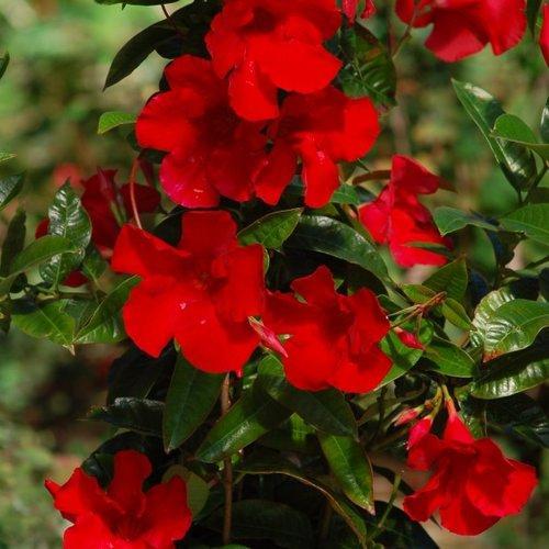 Mandevilla x 'Sunmandecrikin' PP #17,736 ~ Sun Parasol® Giant Crimson Mandevilla