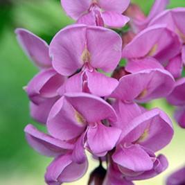 Robinia 'Purple Robe' ~ Purple Robe™ Locust