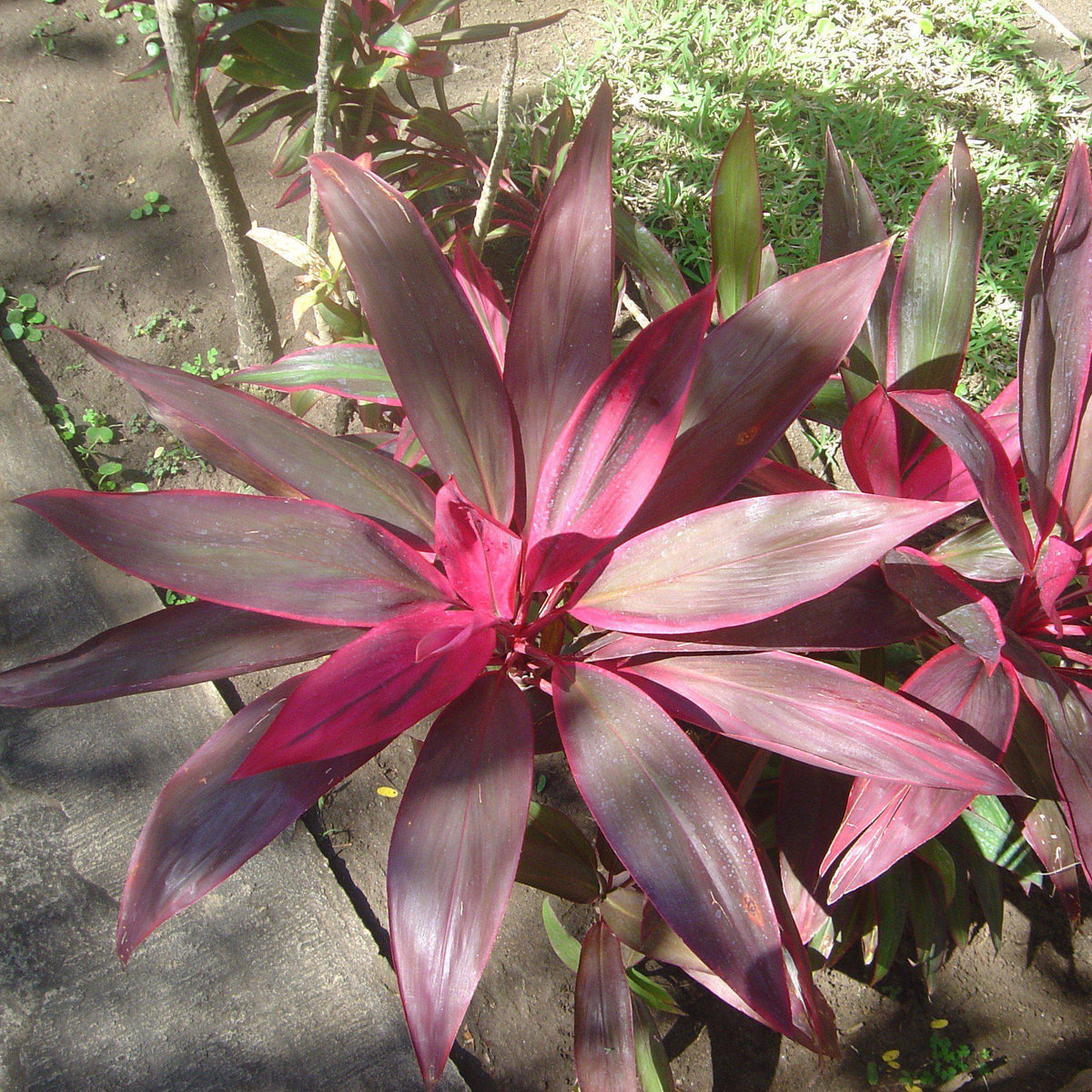 Cordyline fruticosa 'Red Sister' ~ Red Sister Ti Plant