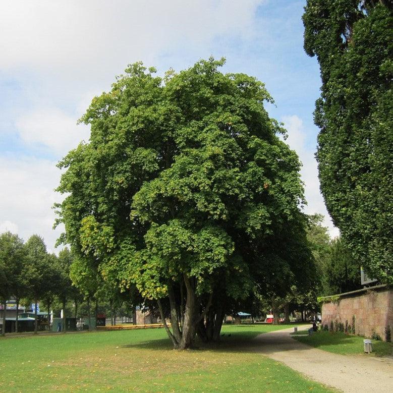 Acer platanoides 'Emerald Queen' ~ Emerald Queen™ Norway Maple