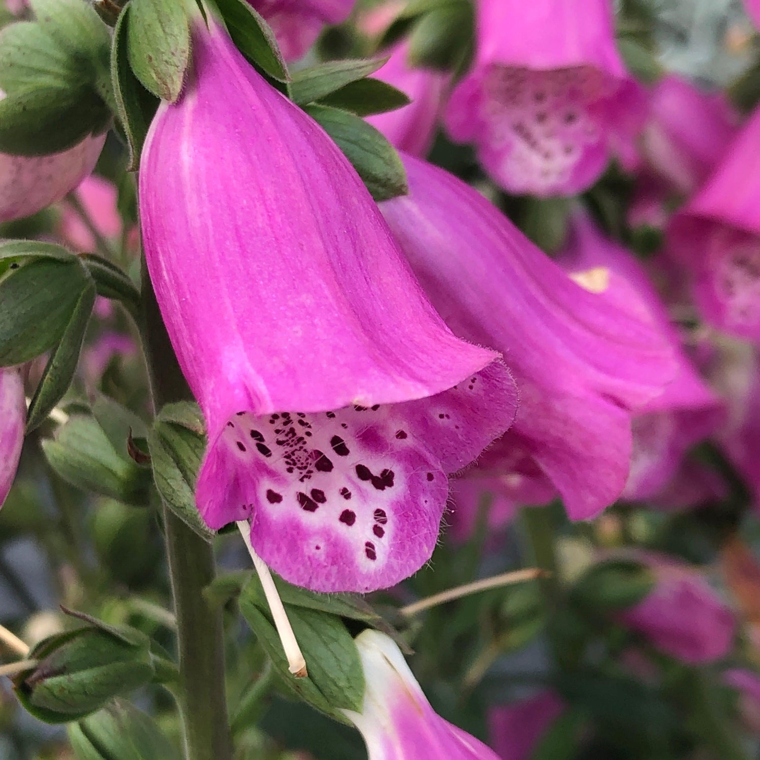 Digitalis x 'Pink Panther' ~ Pink Panther Foxglove