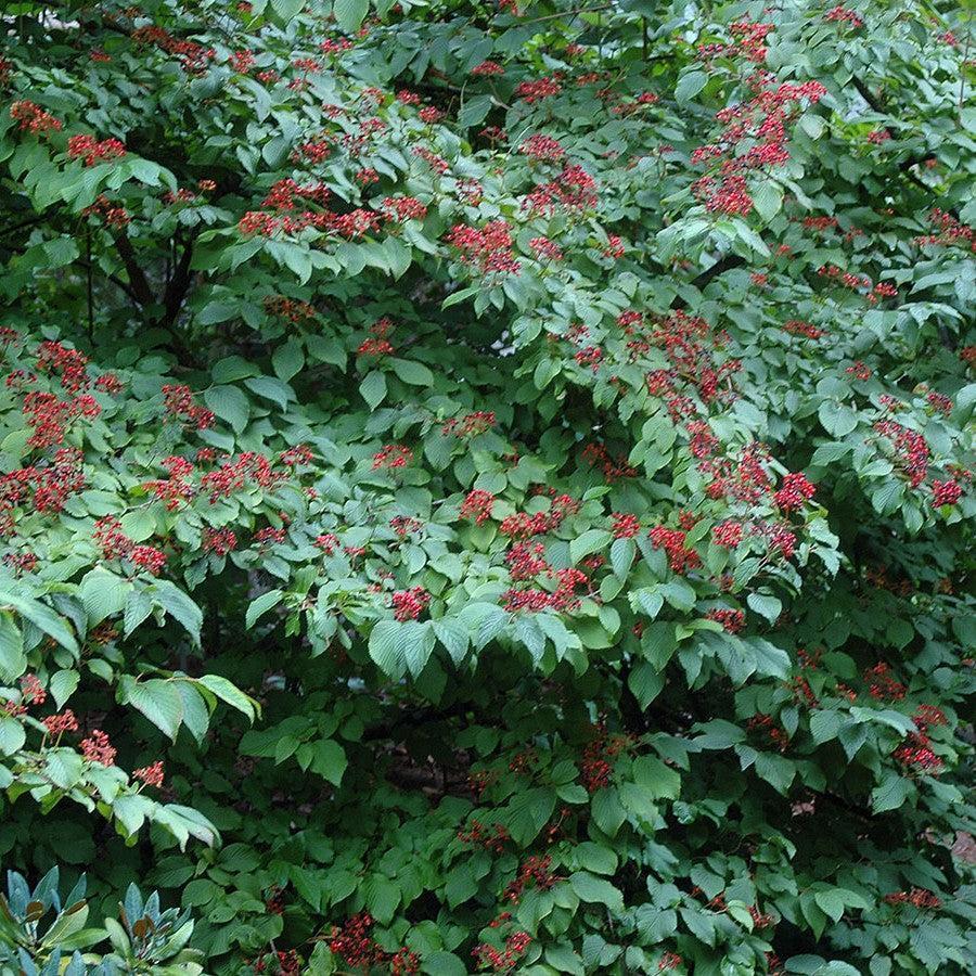 Viburnum plicatum var. tomentosum ~ Doublefile Viburnum