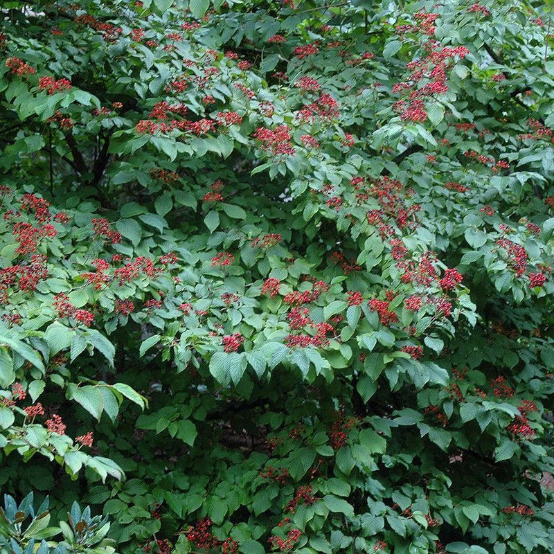 Viburnum plicatum var. tomentosum ~ Doublefile Viburnum