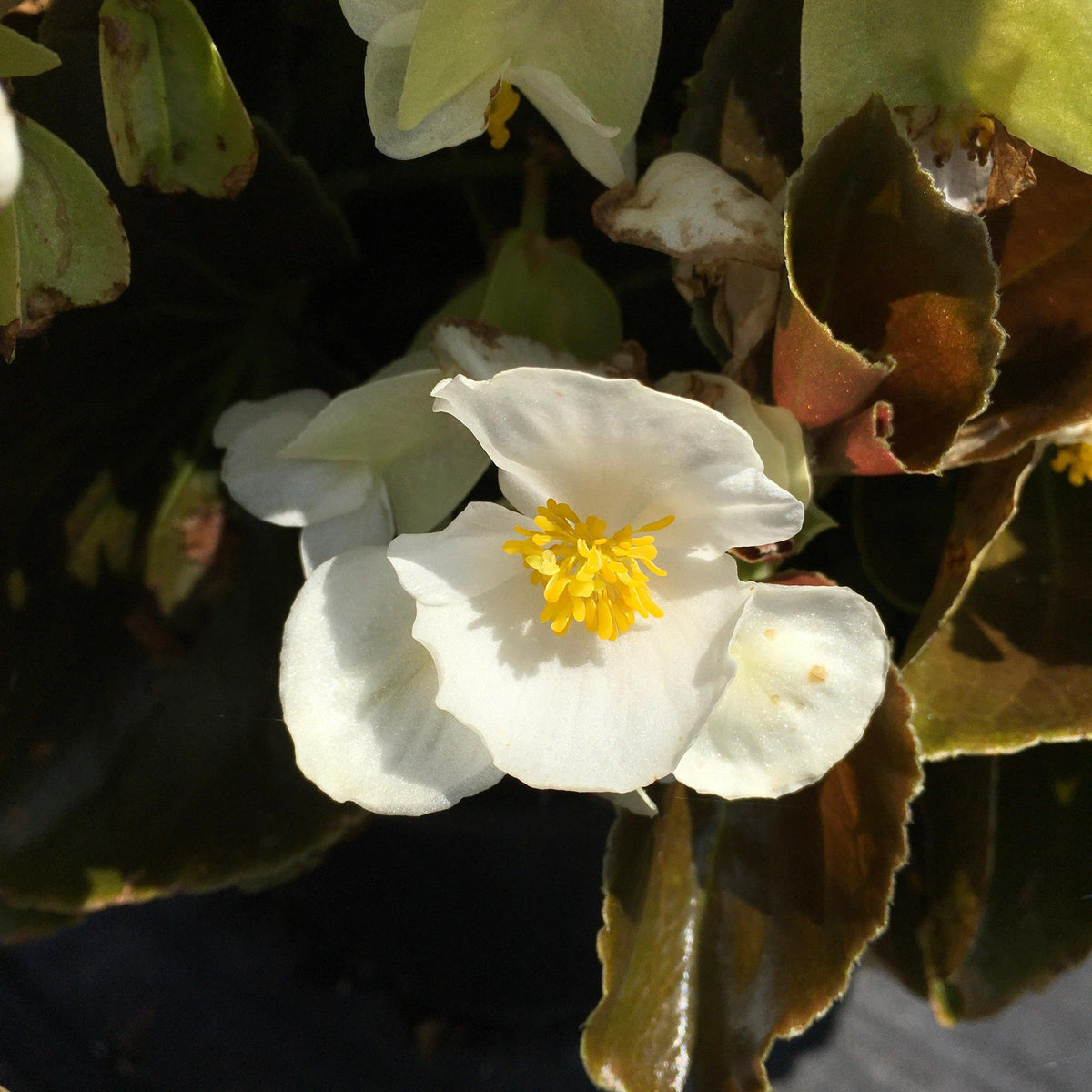 Begonia 'Bowler Bronze Leaf White' ~ Bowler™ Bronze Leaf White Begonia