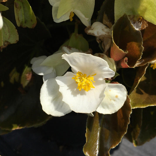 Begonia 'Bowler Bronze Leaf White' ~ Bowler™ Bronze Leaf White Begonia