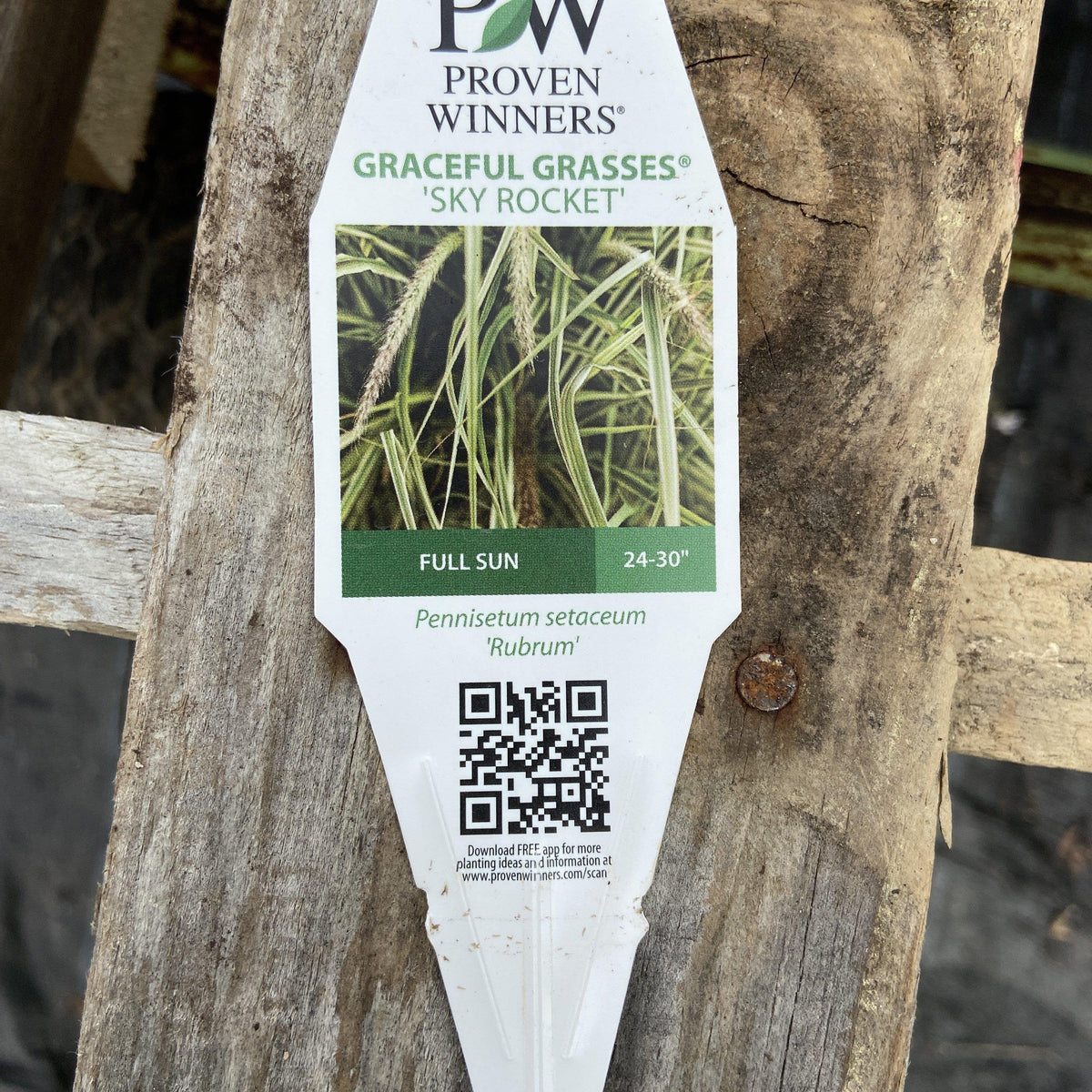 Pennisetum setaceum  'Sky Rocket' PP21,497 ~ Graceful Grasses® Sky Rocket Fountain Grass