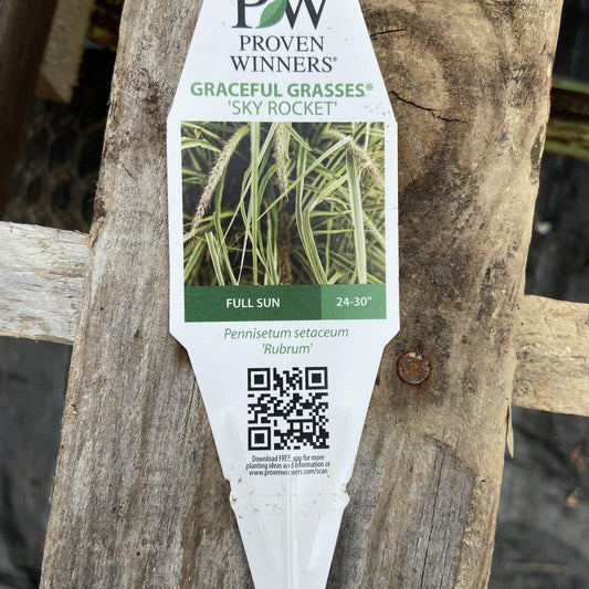 Pennisetum setaceum  'Sky Rocket' PP21,497 ~ Graceful Grasses® Sky Rocket Fountain Grass