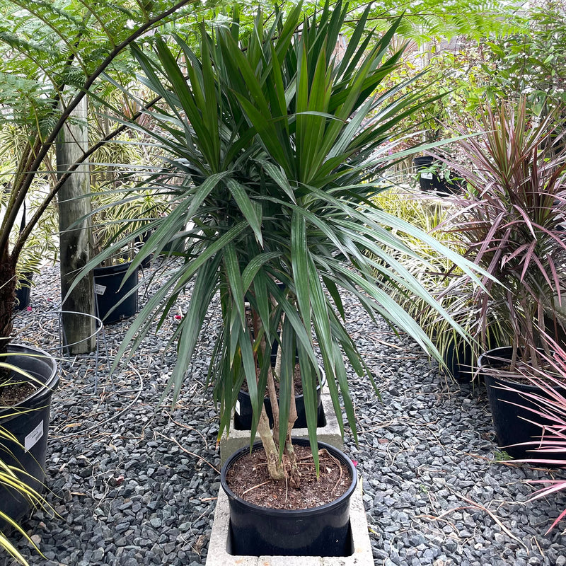 Dracaena marginata 'Tarzan' ~ Tarzan Dragon Tree