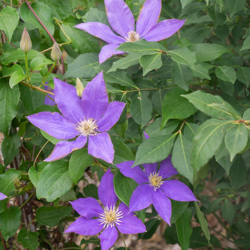 Clematis 'H.F. Young' ~ H.F. Young Clematis