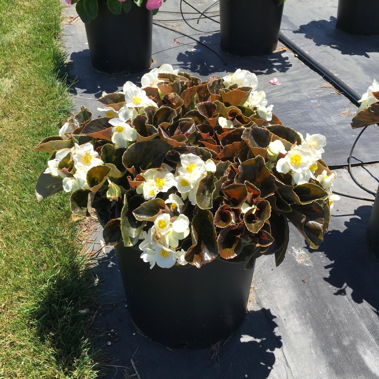 Begonia 'Bowler Bronze Leaf White' ~ Bowler™ Bronze Leaf White Begonia
