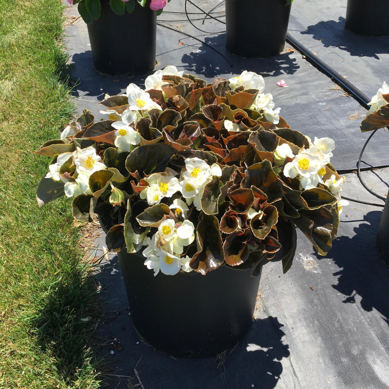 Begonia 'Bowler Bronze Leaf White' ~ Bowler™ Bronze Leaf White Begonia