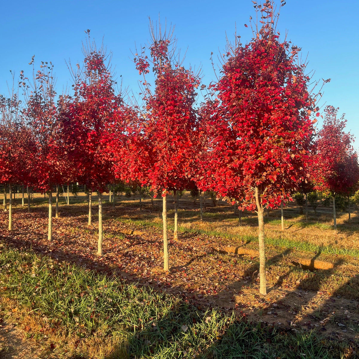 Acer rubrum 'Frank Jr.' PP16769 ~ Redpointe® Red Maple