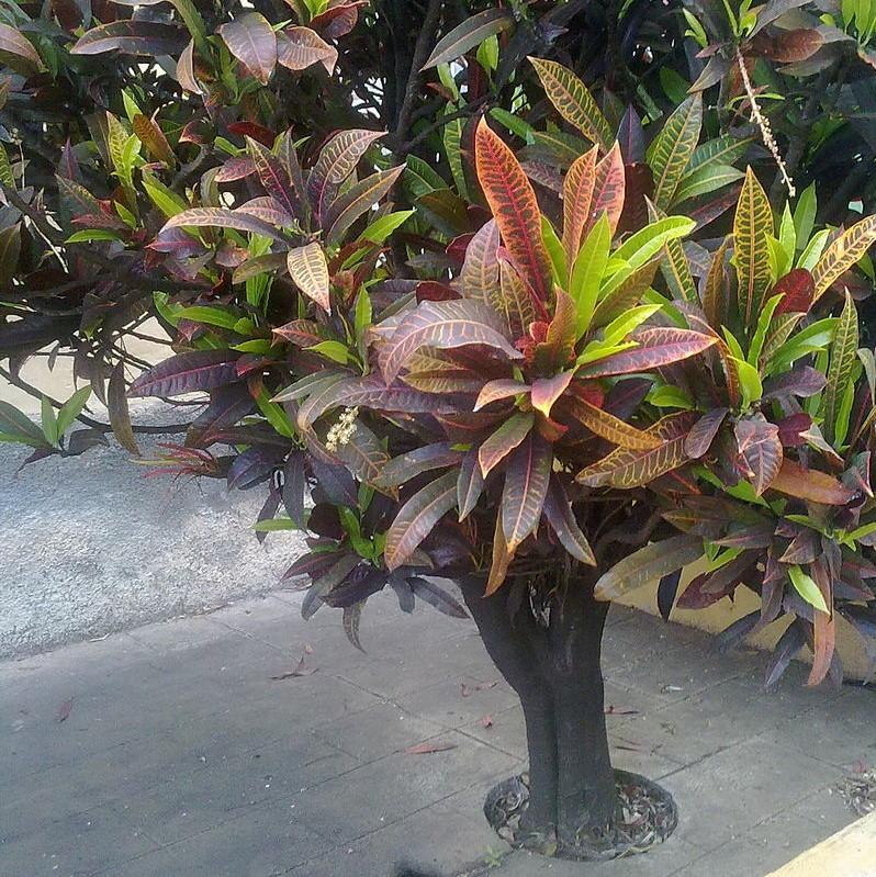 Codiaeum variegatum ~ Croton