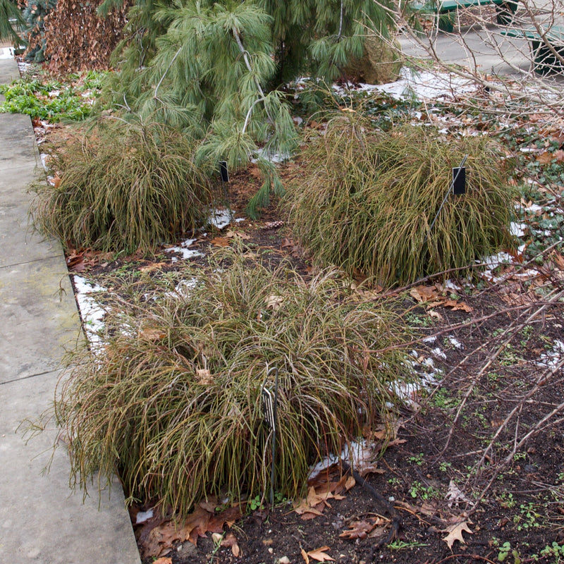 Thuja plicata 'Whipcord' ~ Whipcord Red Cedar