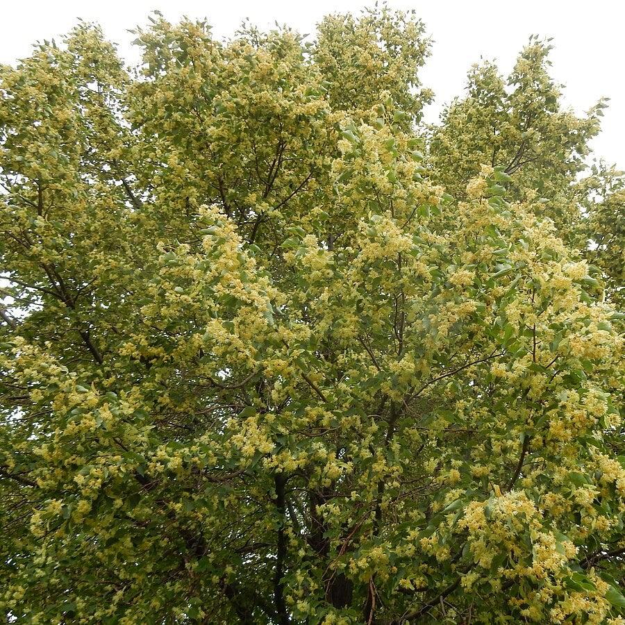 Tilia cordata 'PNI 6025' ~ Greenspire™ Linden