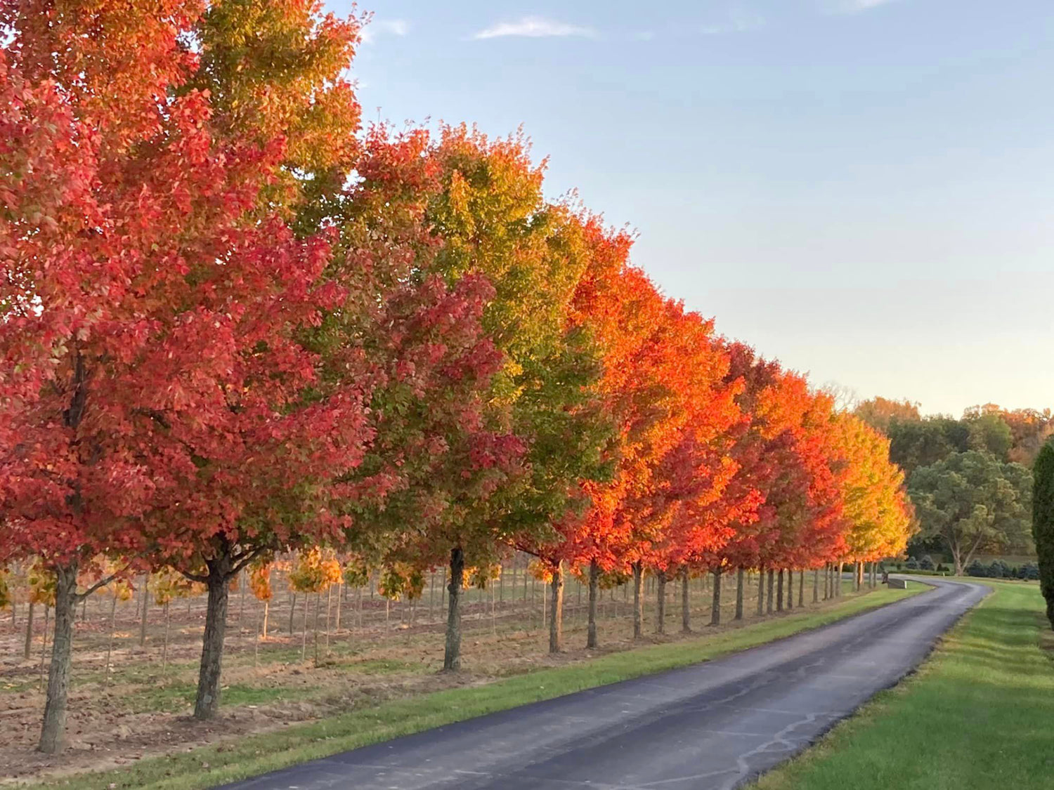 Image with text section